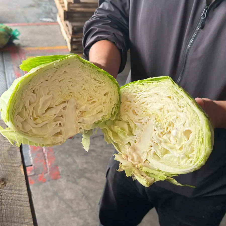 剖成兩半的高麗菜，可看到內部葉球