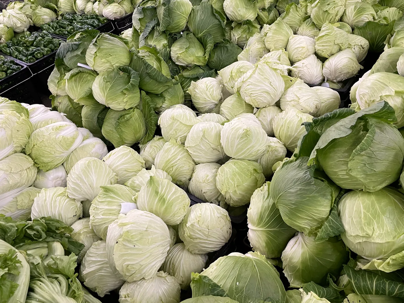 成堆的高麗菜